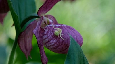 В Миассе цветут орхидеи
