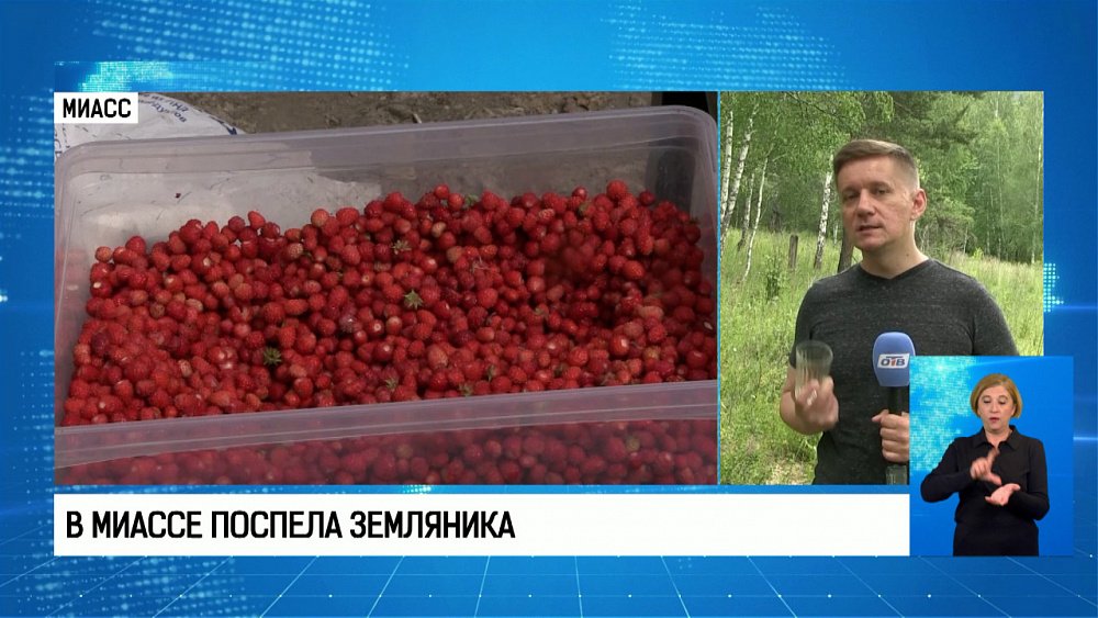 В Миассе поспела земляника