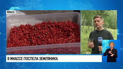 В Миассе поспела земляника