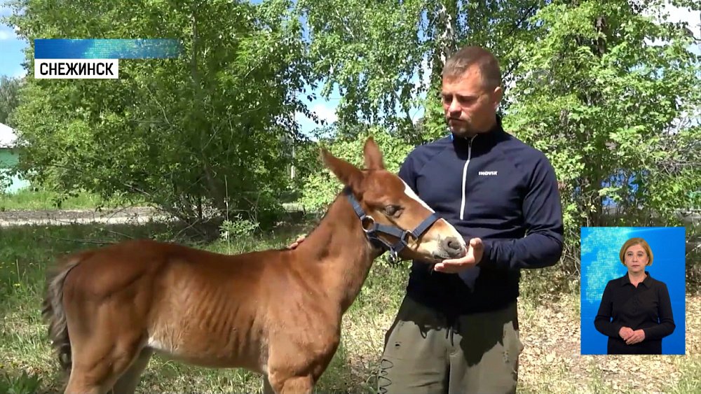Житель Снежинска выхаживает жеребёнка-сироту