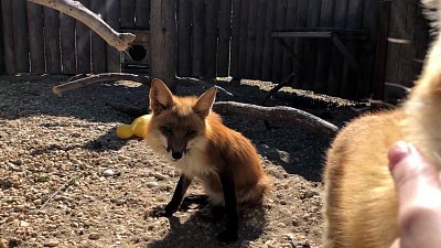 Лисицы стали героями очаровательного видеоролика