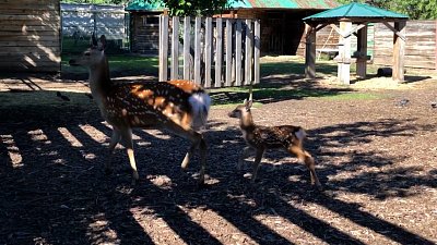 Первые шаги маленького пятнистого оленёнка попали на видео