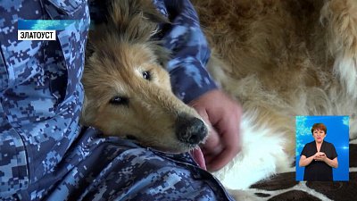 Колли Макс встретился со своим спасителем