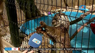 Живой репортаж — как живут выдры