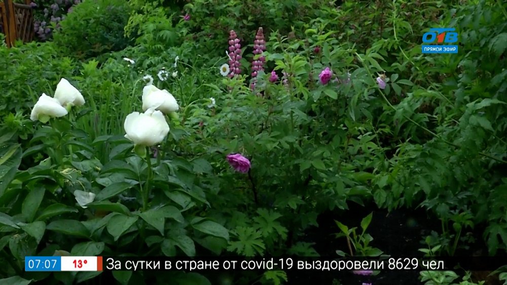 Руки садовода — садовые работы в июне!