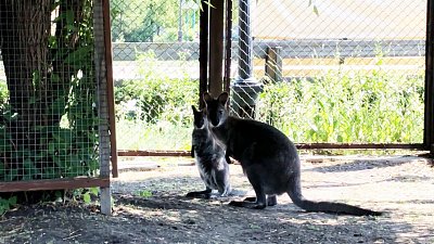 «Детское» видео из Челябинского зоопарка