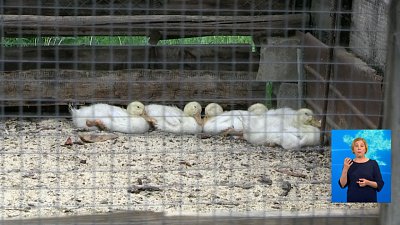 Неизвестное животное задушило птиц в Миассе