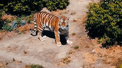 Амурская тигрица Лаффи позирует для летающей видеокамеры