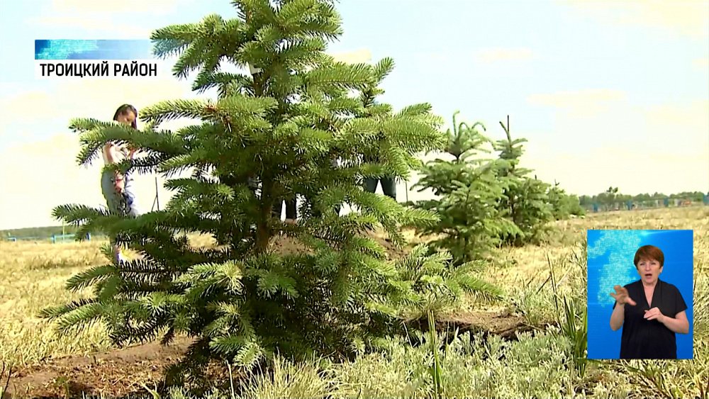 В память о героях войны высадили деревья