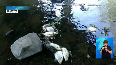 На реке Ай в Златоусте массовый замор рыбы