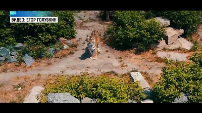 В зоопарке тигрица устроила охоту на квадрокоптер