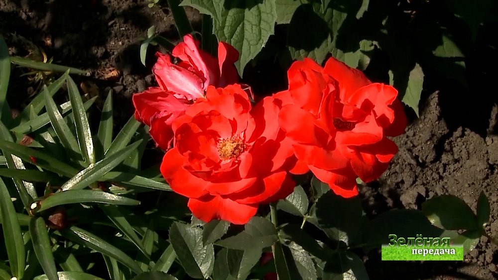 Зеленая передача 24.06.2021