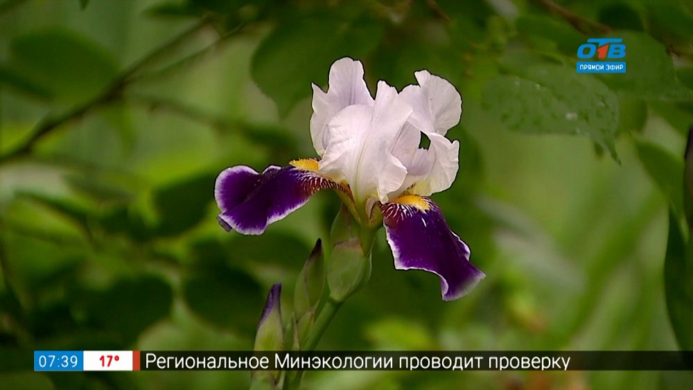 Руки садовода — какие ирисы выбрать?