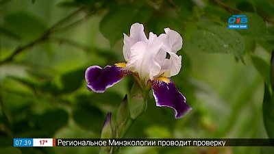 Руки садовода — какие ирисы выбрать?