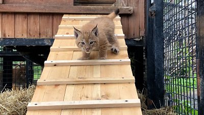 В Челябинском зоопарке сняли на видео недавно родившихся рысят 
