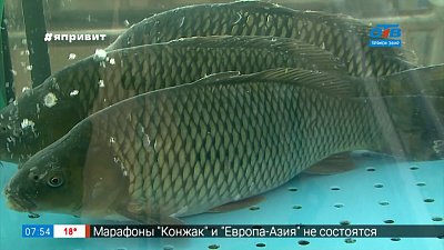 Сюжет «Живая рыба в магазине»