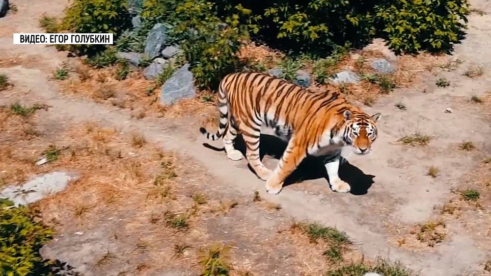 Тигры Челябинского зоопарка принимают солнечные ванны