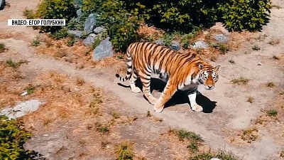 Тигры Челябинского зоопарка принимают солнечные ванны