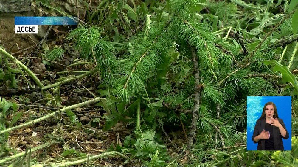 Возбудили дело за вырубку лиственницы