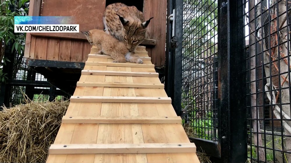 Рысята из Челябинского зоопарка милее любых героев мультфильмов