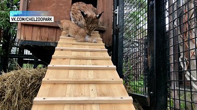 Рысята из Челябинского зоопарка милее любых героев мультфильмов