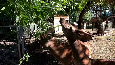 Пятнистые олени в Челябинском зоопарке освоили новую профессию