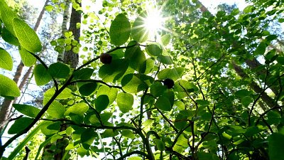 Из-за аномальной жары в Миассе раньше поспела черника