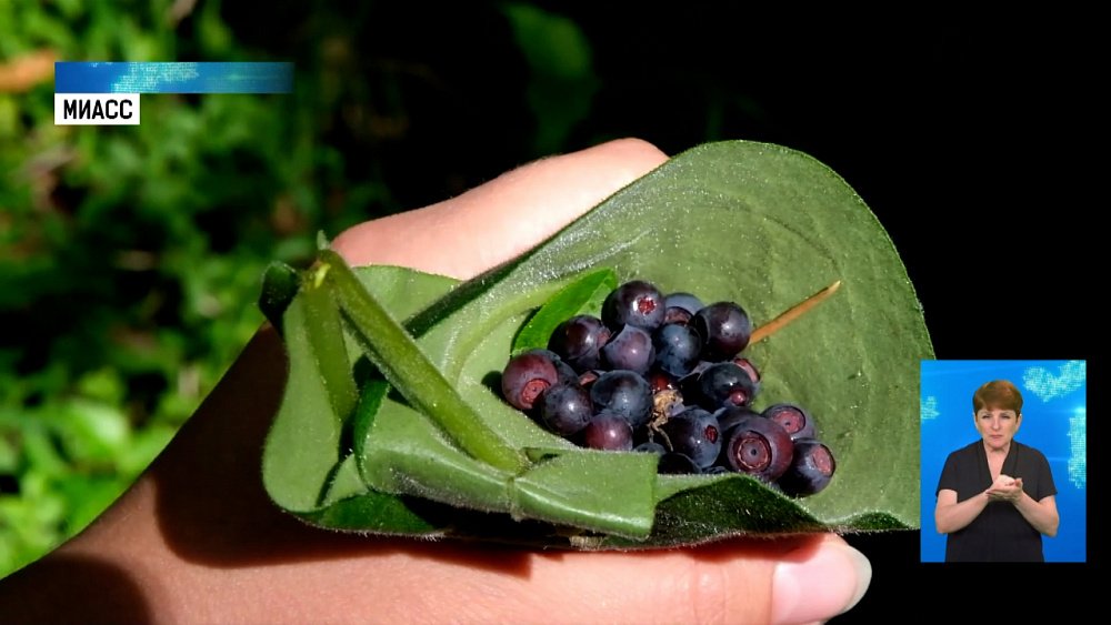 Из-за аномальной жары раньше поспела черника