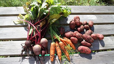 В Челябинской области растут цены на сезонные овощи