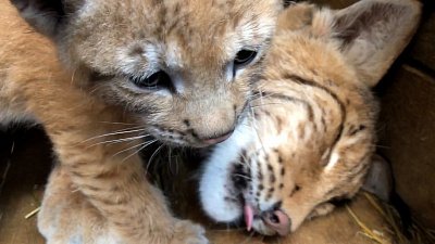 Рысята из Челябинского зоопарка вновь стали звёздами видеороликов