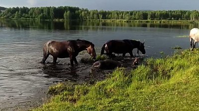 На пруду под Миассом сняли на видео спасающихся от жары лошадей 