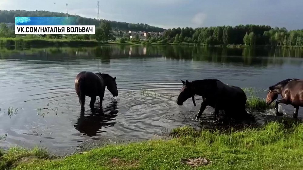 Рысенок спасает маму от жары