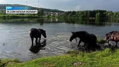 Рысенок спасает маму от жары