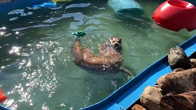 Операцию спасения животных от жары сняли на видео в зоопарке