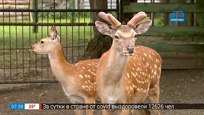 Живой репортаж — Первые рога олененка