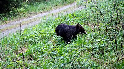 Медвежий завтрак попал на видео в нацпарке «Зигальга»