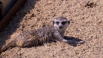 В Челябинском зоопарке животным помогают пережить жару