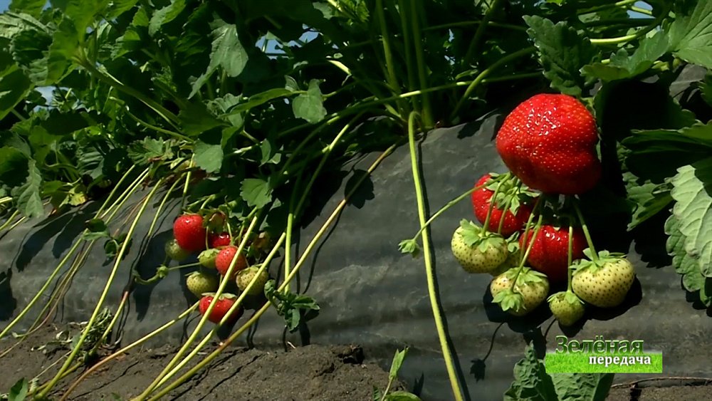 Зеленая передача 01.07.2021