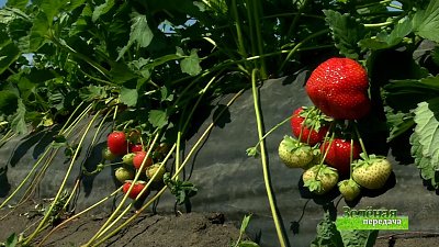 Зеленая передача 01.07.2021