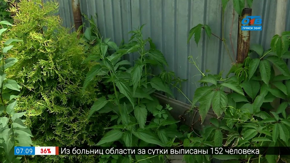 Руки садовода — Садовод, получи пользу от сорняков!