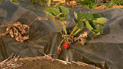 В Челябинской области луговой мотылек уничтожает урожай