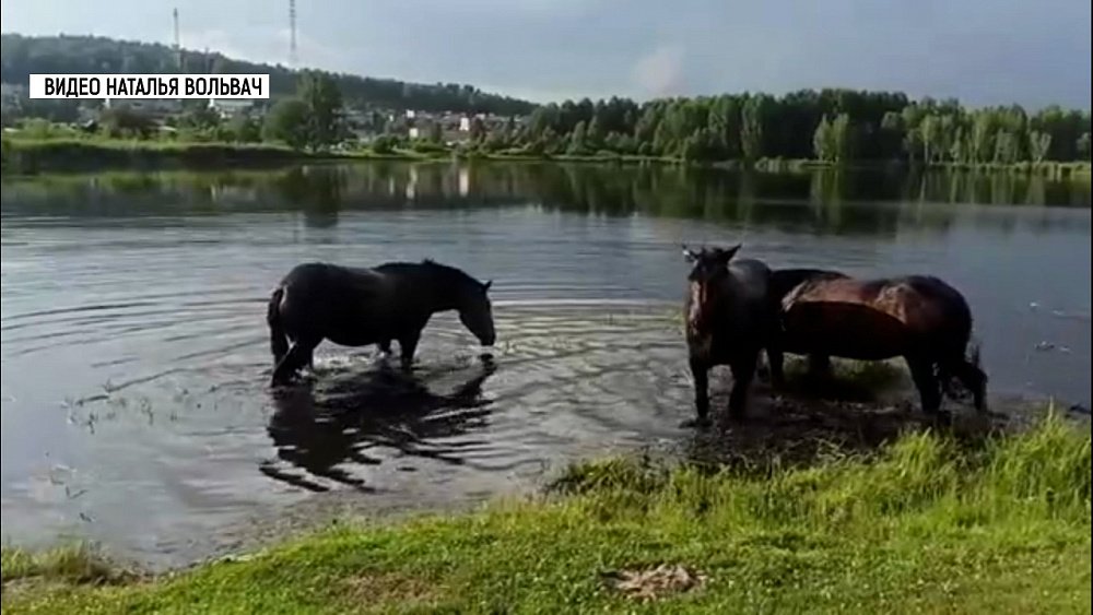 Животные спасаются от жары