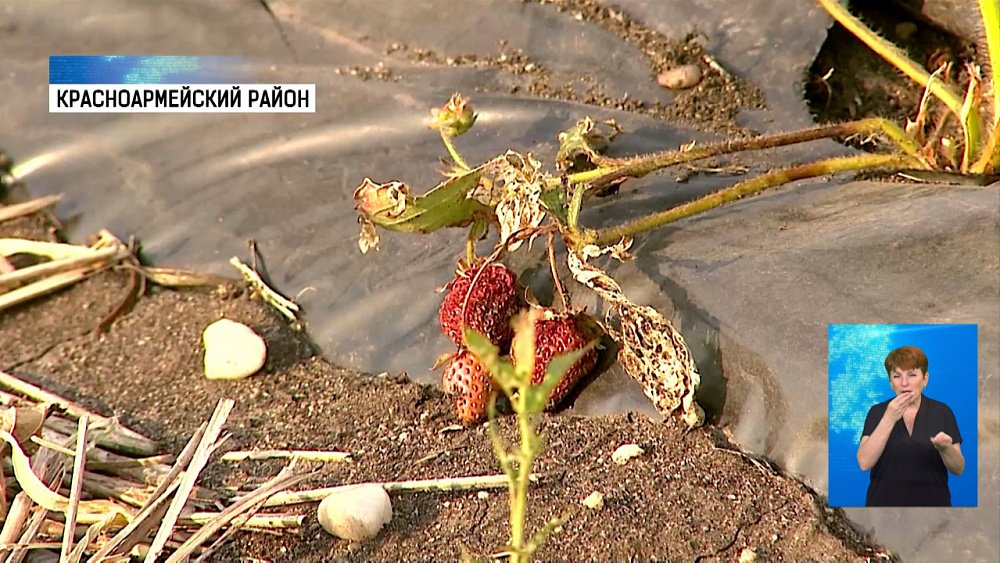 Мотыльки-вредители уничтожили клубнику