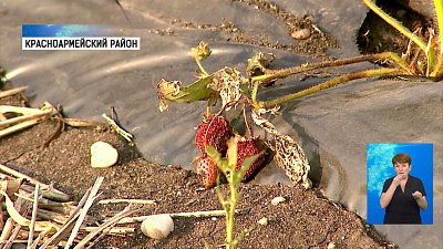 Мотыльки-вредители уничтожили клубнику