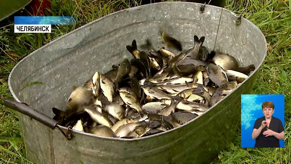 В Шершни выпустили 69 тысяч сазанов