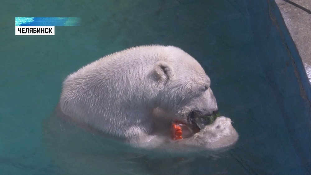 Как животных спасают в жару