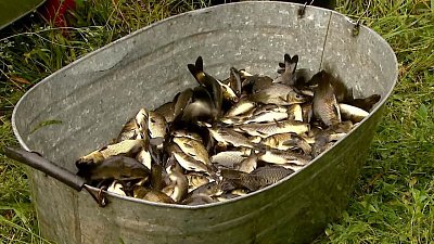 В Шершневском водохранилище поселили «борца» с сине-зелеными водорослями