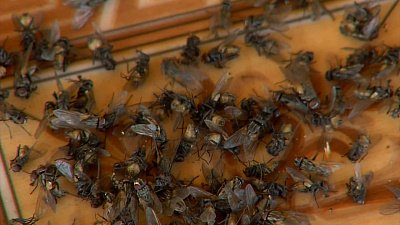 В Челябинской области село Муслюмово утопает в рое мух