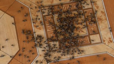 Жители села Муслюмово обвиняют местную птицефабрику в нашествии мух