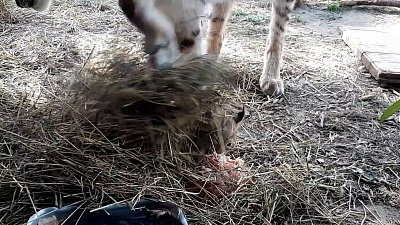 В Челябинском зоопарке мама-рысь закопала обедающего котенка